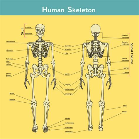 Human Skeleton Labeled Diagram Back View