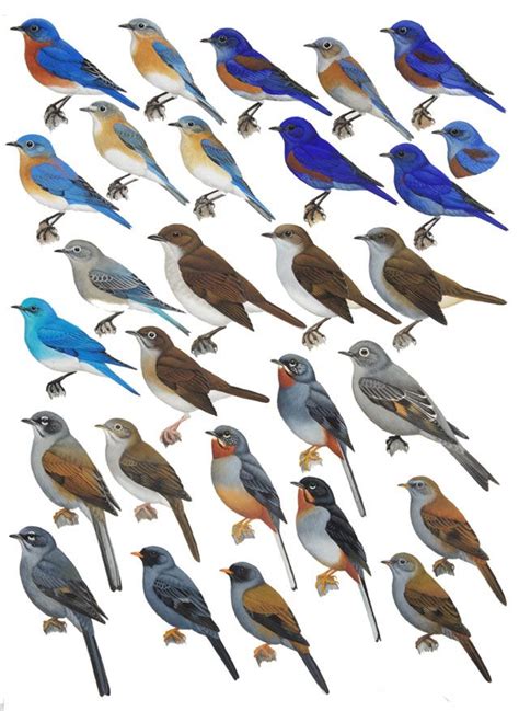 Bluebirds And Solitaires Handbook Of The Birds Of The World Birds