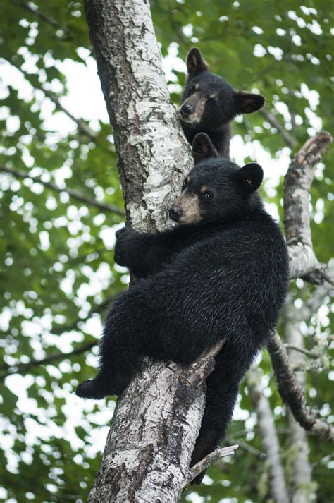 Black Bear Cubs Just Sitting In A Tree Canada Canada Wildlife Pet