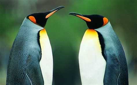 Birds Penguins Wallpapers Hd Desktop And Mobile Backgrounds