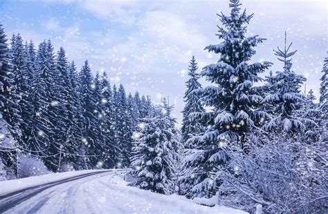 Christmas Winter Landscape Stock Photo Image Of Blooming 102341628