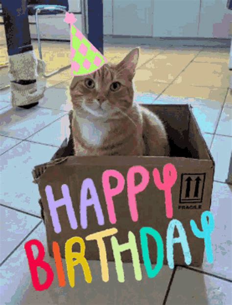 Happy Birthday Cat Gif Tenor