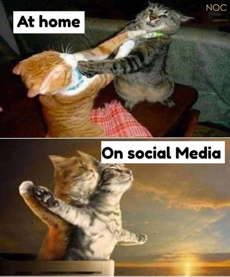 Couple Fighting At Home Vs Romantic On Social Media Cat Meme Keep Meme