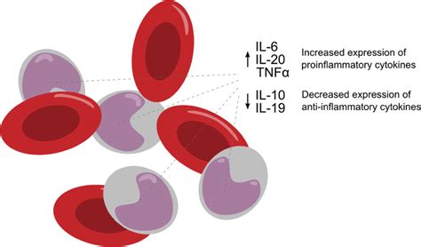 Cytokines White Blood Cells Primarily Monocytes Show Altered