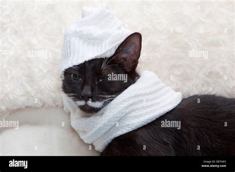 Black Cat With Woolly Scarf And Hat Close Up Stock Photo Alamy
