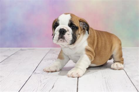 English Bulldog Puppies for Sale, Do Yourself a Favor and Get One of ...