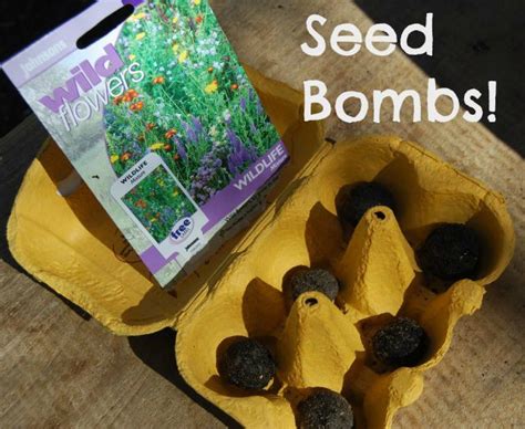 A seed ball is a marble sized ball made of clay, earth and seeds which is used to replant areas where the natural flora has been destroyed. Make Your Own Seed Bomb!