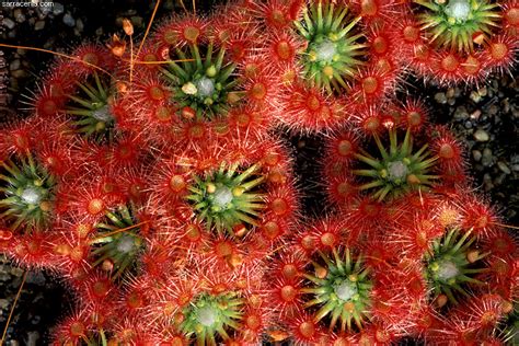 Their leaves die back and only the leaf stipules remain as a shiny white bundle of hairs or. The Carnivorous Plant FAQ: Pygmy Drosera
