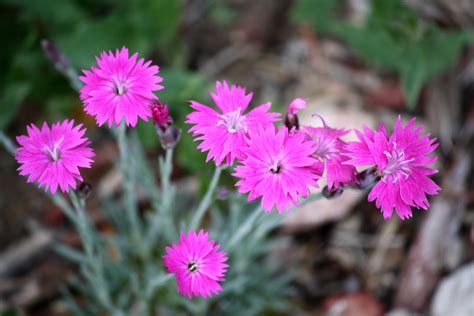 Pink Dianthus Flowers Picture Free Photograph Photos Public Domain