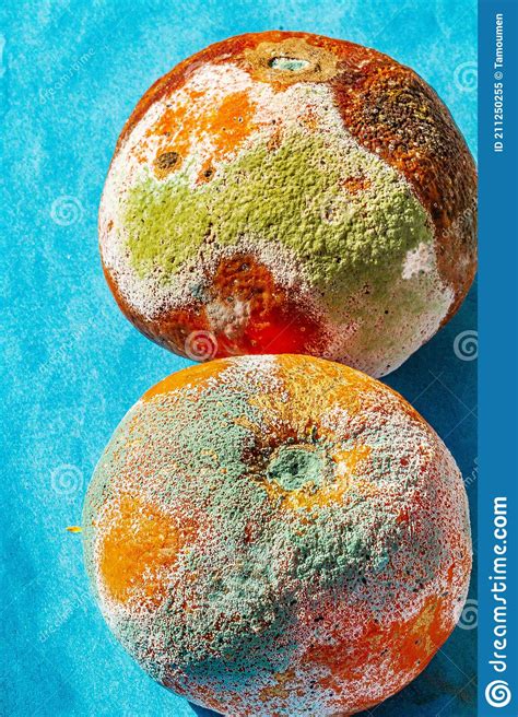 Rotten Orange Stock Image Image Of Azuri Pathology 211250255