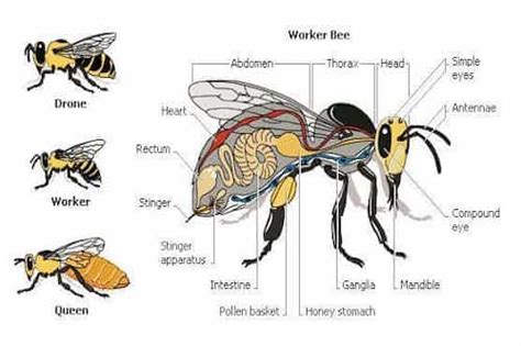 Drone Honey Bee Anatomy