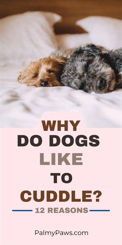 Why Do Dogs Like To Cuddle Dog Cuddles Dogs Dog Behavior