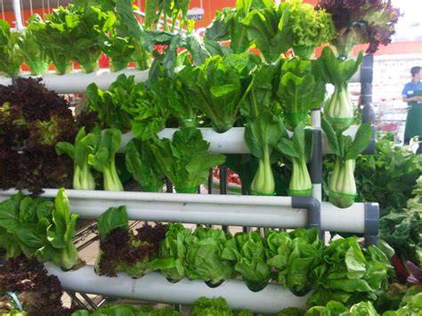 Bagaikan kebun sayur mini, ya. Berkebun Sayur di Pekarangan Rumah - Jurnal Asia