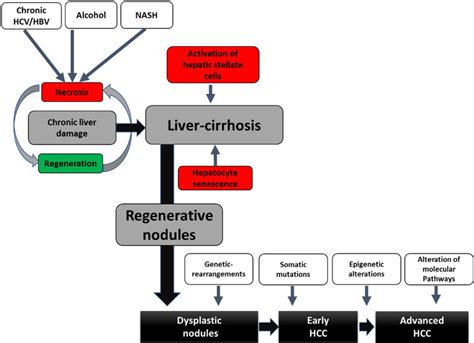 Progression From Chronic Liver Injury To Hcc Persistent Exposure Of