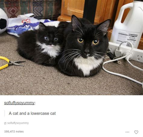 48 Of The Funniest Cats On The Internet Funny Gallery