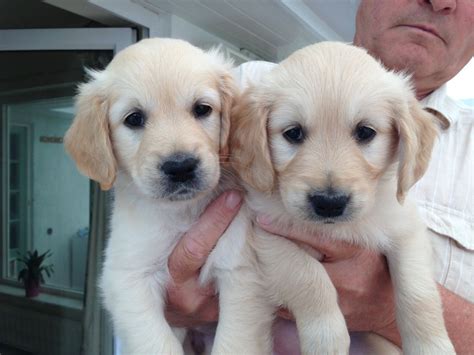 We are offering the best quality golden retriever puppies. Adorable Golden Retriever puppies for sale | Congleton ...