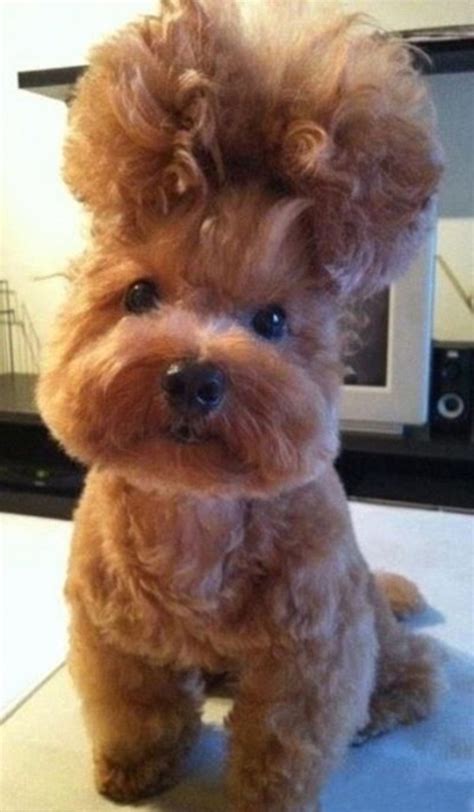 17 Times Pet Haircuts Went So Wrong Its Hilarious Small Joys