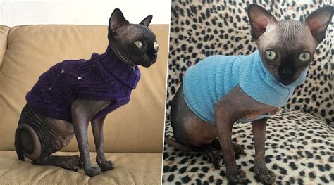 Hairless Sphynx Cat That Looks Like Bat With Big Eyes And Ears Becomes