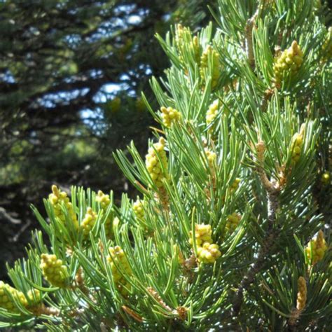 Buy Pinyon Nut Pine Pinus Edulis 10 Seeds Online Seeds