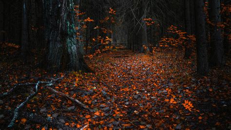 Autumn Leaves In A Dark Forest Uhd 8k Wallpaper Pixelzcc