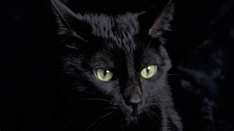 Green Eyed Black Cat Image Id 446184 Image Abyss