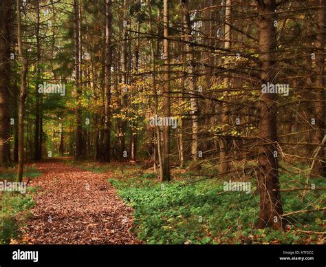 Path Through The Woods Stock Photo Alamy