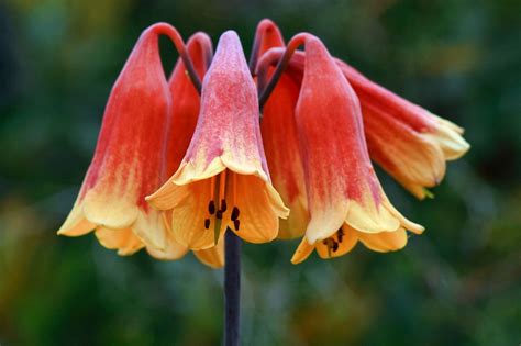 Order fresh flowers delivered to locations across sydney & australia. christmas bells flower | Australian flowers, Flowers