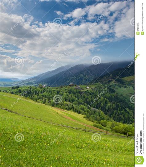 Mountain Landscape With Green Meadow And Pine Forest Away Stock Image