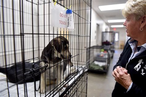 Murphysboro No Kill Animal Shelter Providing Care To Dogs And Cats