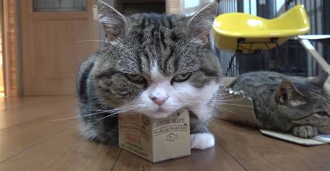 The Box Is Too Small For Maru Indeed We Love Cats And Kittens