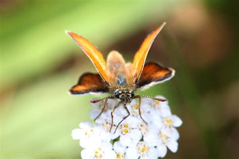 Small Skipper Photo Wp25950