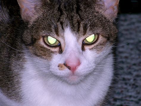 Why Do Cats Eyes Glow In The Dark Daily Info Plus