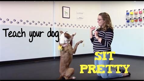 Teach Your Dog To Begsit Pretty Youtube