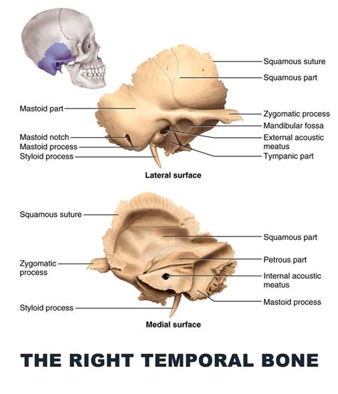 Define Temporal Bone Anatomy