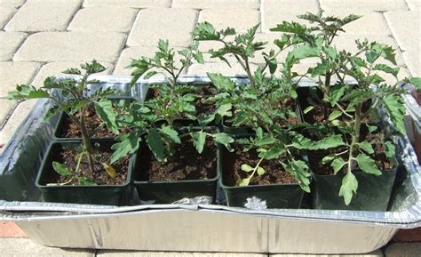 My Southern California Vegetable Garden Two Month Old Cherry Tomato