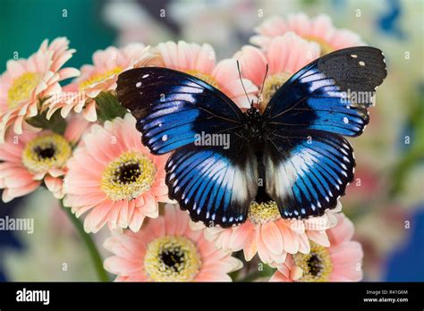 The Blue Diadem Butterfly Hypolimnas Salmacis On Pink Gerber Daisy