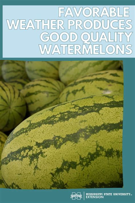 Favorable Weather Produces Good Quality Watermelons Watermelon Mississippi State University