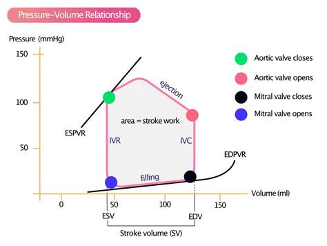 Ventricular Pressure Volume Relationship Preload Afterload Stroke