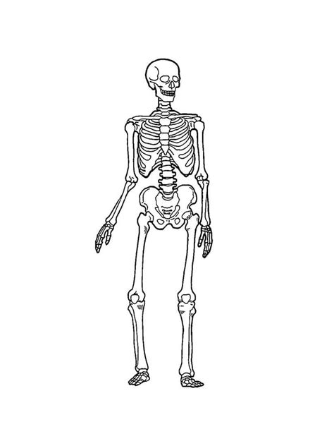 Human Skeleton Coloring Page Download Print Or Color Online For Free
