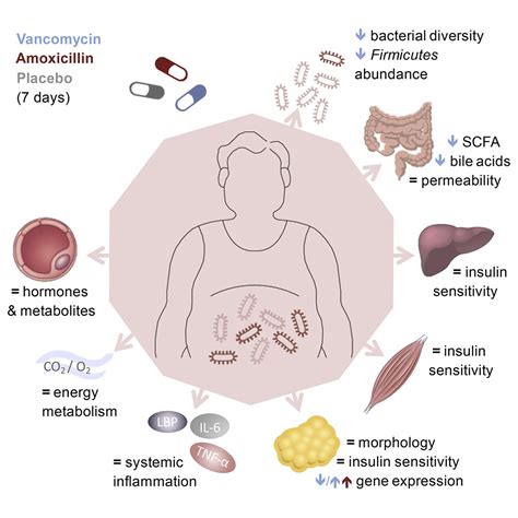 Effects Of Gut Microbiota Manipulation By Antibiotics On Host