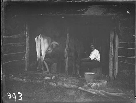 Two Men Milking Cows Record Digitalnz