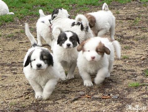 Tornjak Vs Petit Bleu De Gascogne Breed Comparison