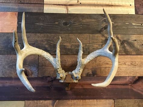 Skull Cap Mount Hanger Antlers Not Included Etsy