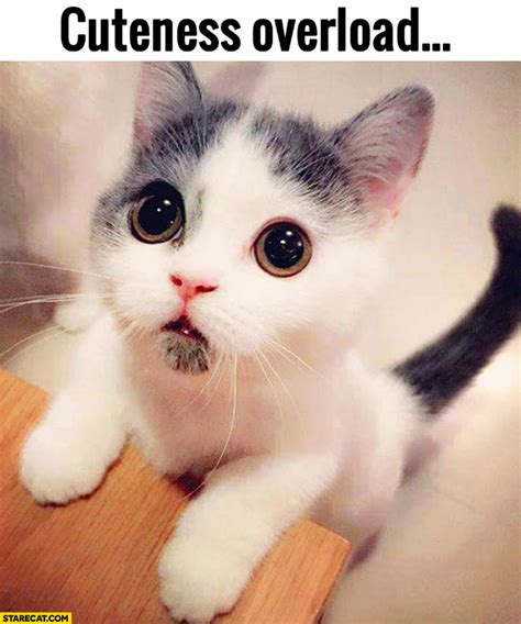 Cuteness Overload Cute Kitty