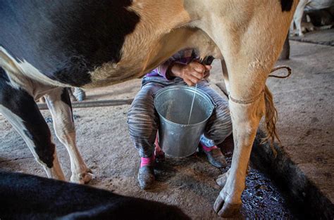 Ancient Europeans Farmed Dairybut Couldnt Digest Milk Trendradars