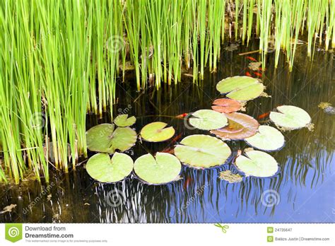 Reeds And Water Lilies In The Garden Pond Stock Image Image Of
