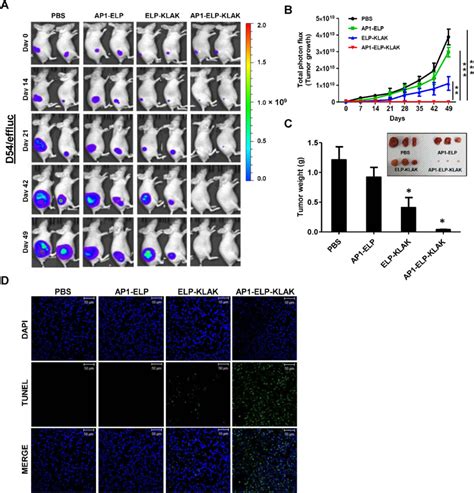 Anti Tumor Effect Of Ap1 Elp Klak In Glioma Bearing Mice A And B