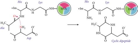 ІМА Formation Through Dipeptide Cleavage A Nucleophilic Attack By The