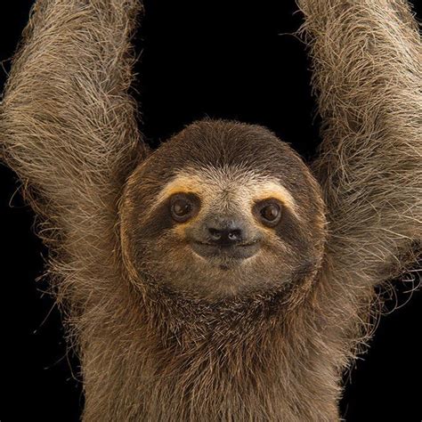 Photo By Joelsartore A Brown Throated Three Toed Sloth Hangs Out At