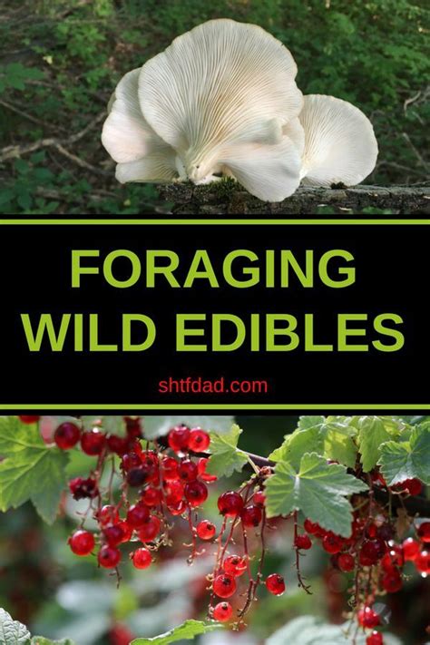 Foraging Wild Edibles Most Popular Foods To Forage Wild Edibles